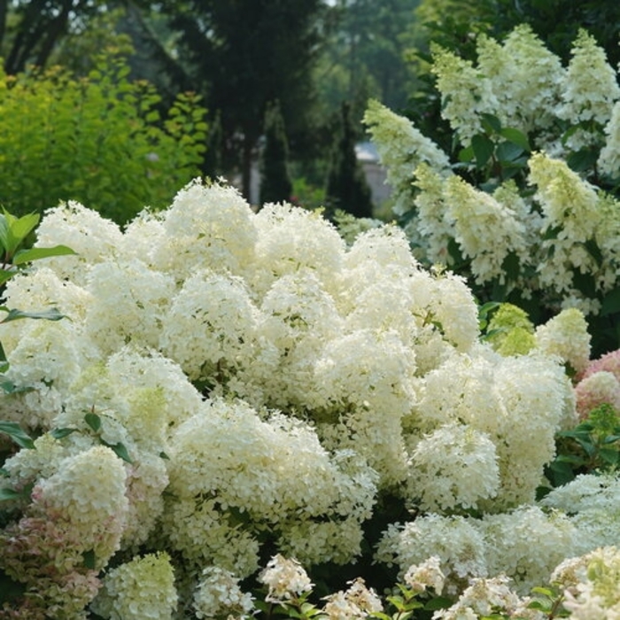 Pufferfish Hydrangea - Hydrangea paniculata 'Pufferfish' from E.C. Brown's Nursery