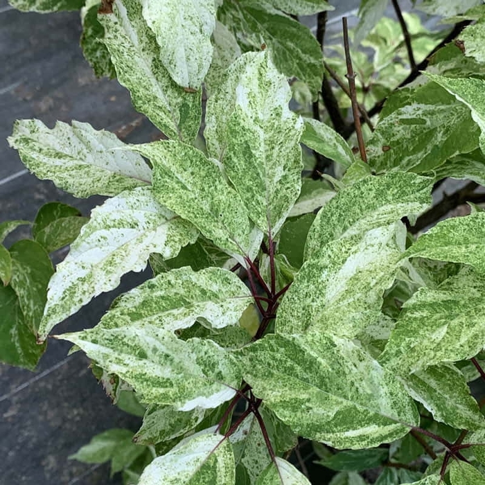 Vareigated Mottled Panicle Hydrangea - Hydrangea paniculata 'Yuki Gessho' from E.C. Brown's Nursery