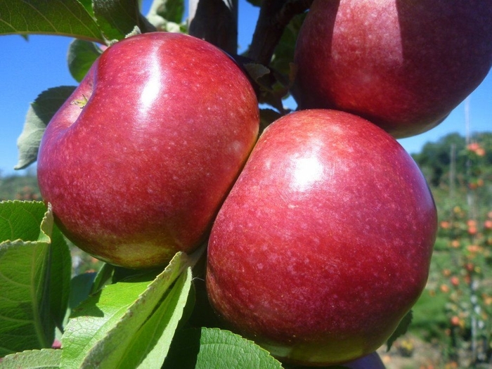 Macoun Apple - Apple 'Macoun' from E.C. Brown's Nursery Macoun Apple - Apple 'Macoun' from E.C. Brown's Nursery