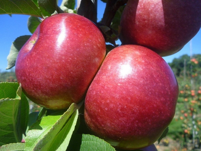 Macoun Apple - Apple 'Macoun' from E.C. Brown's Nursery