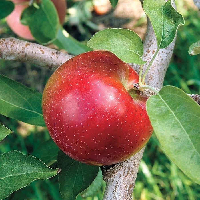 Liberty Apple - Apple 'Liberty' from E.C. Brown's Nursery