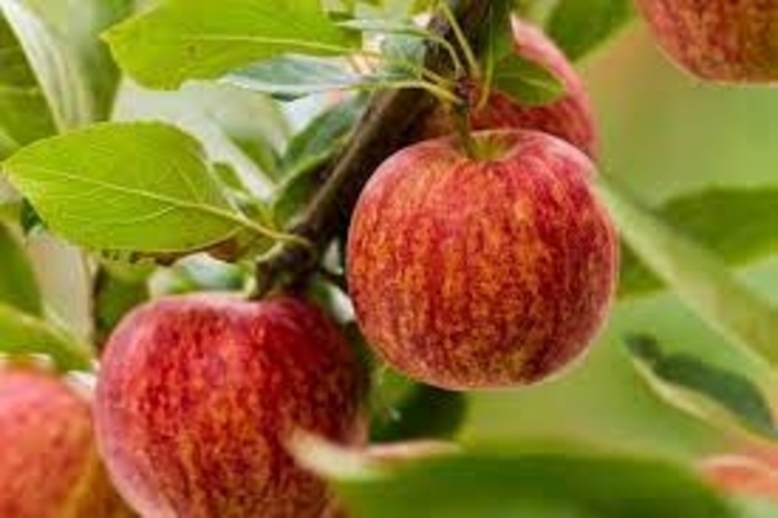 Gala Apple - Malus domestica 'Gala' (Apple) from E.C. Brown's Nursery Gala Apple - Malus domestica 'Gala' (Apple) from E.C. Brown's Nursery