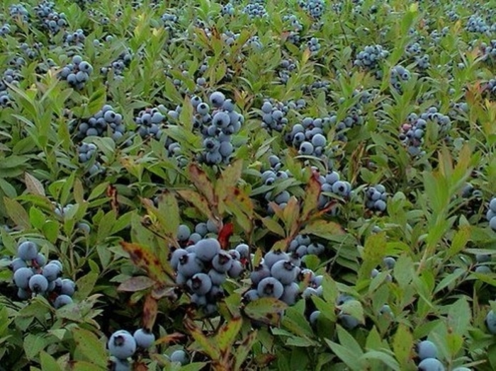 Burgundy Wild Lowbush Blueberry - Vaccinium angustifolium 'Burgundy' (Wild Lowbush Blueberry) from E.C. Brown's Nursery