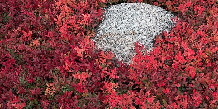 Brunswick Lowbush Blueberry - Vaccinium angustifolium 'Brunswick' (Lowbush Blueberry) from E.C. Brown's Nursery Brunswick Lowbush Blueberry - Vaccinium angustifolium 'Brunswick' (Lowbush Blueberry) from E.C. Brown's Nursery