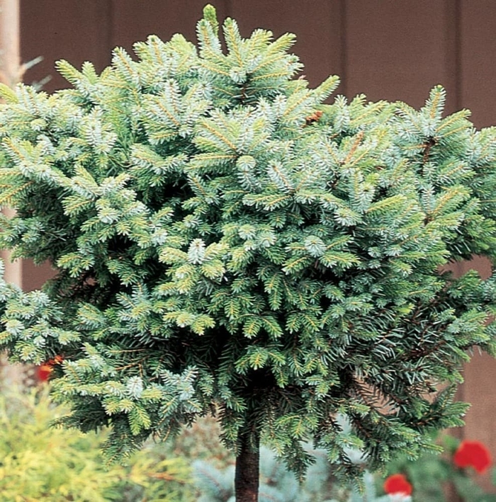 Dwarf Serbian Spruce - Picea omorika 'Nana' from E.C. Brown's Nursery Dwarf Serbian Spruce - Picea omorika 'Nana' from E.C. Brown's Nursery