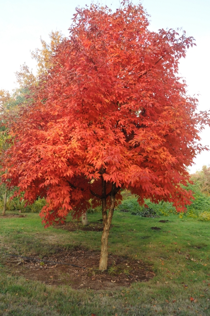 Three Flowered Maple - Acer triflorum from E.C. Brown's Nursery Three Flowered Maple - Acer triflorum from E.C. Brown's Nursery