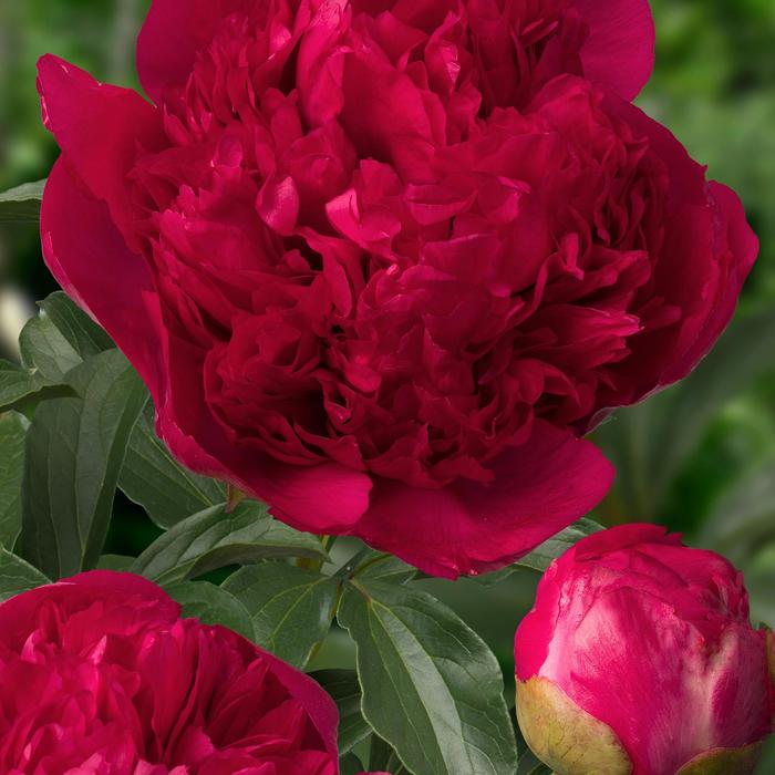 'Command Performance' Peony - Paeonia 'Command Performance' from E.C. Brown's Nursery 'Command Performance' Peony - Paeonia 'Command Performance' from E.C. Brown's Nursery