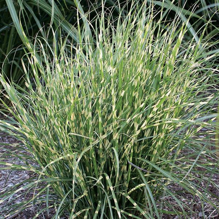 Bandwidth Japanese Silver Grass - Miscanthus sinensis 'Bandwidth' (Japanese Silver Grass) from E.C. Brown's Nursery