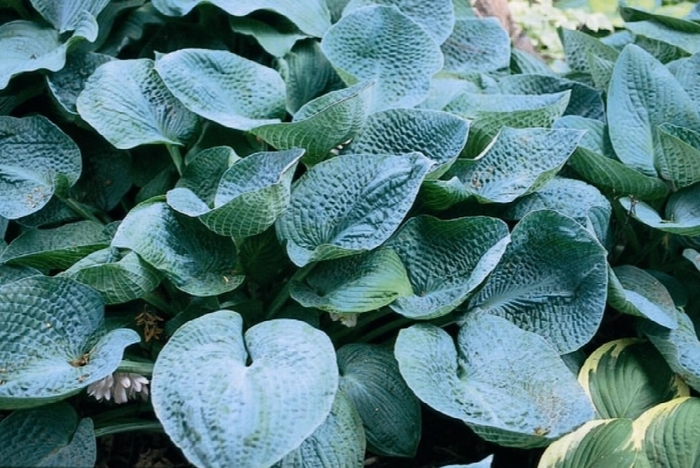 Big Daddy Plantain Lily, Hosta - Hosta 'Big Daddy' (Plantain Lily, Hosta) from E.C. Brown's Nursery