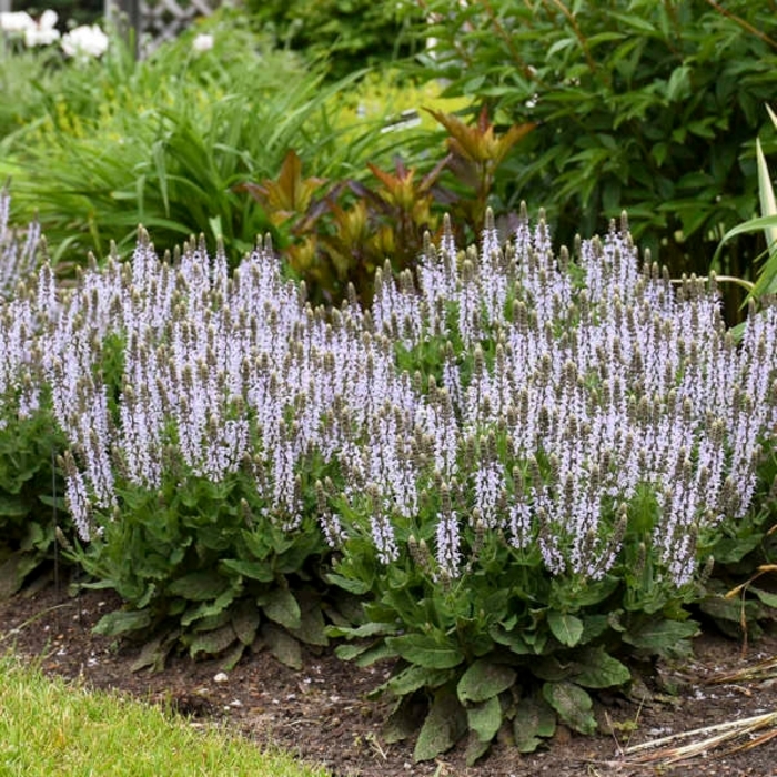 Bumblesky Wood Sage - Salvia nemerosa 'Bumblesky' PP30085 (Wood Sage) from E.C. Brown's Nursery Bumblesky Wood Sage - Salvia nemerosa 'Bumblesky' PP30085 (Wood Sage) from E.C. Brown's Nursery