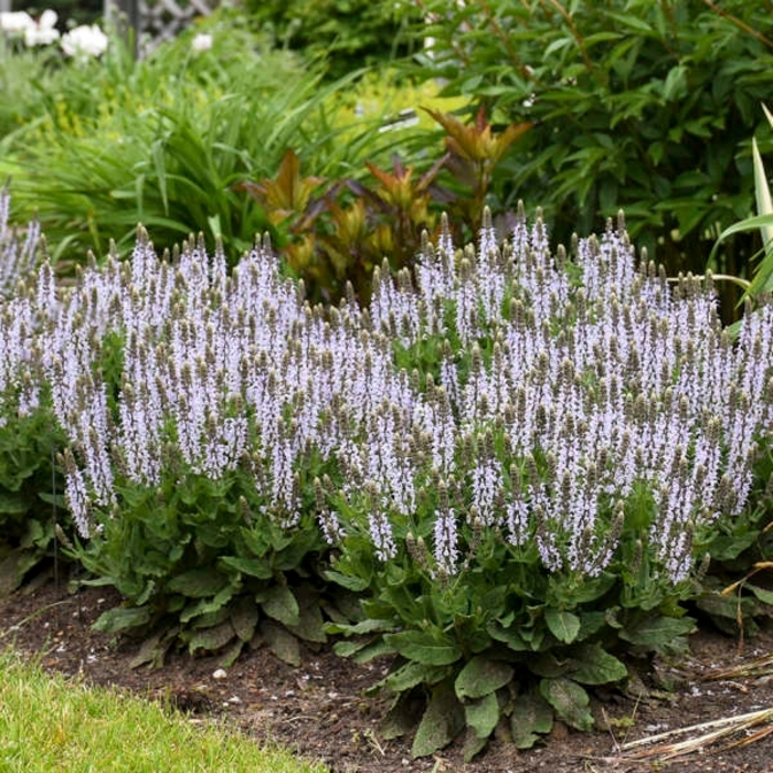 Bumblesky Wood Sage - Salvia nemerosa 'Bumblesky' PP30085 (Wood Sage) from E.C. Brown's Nursery