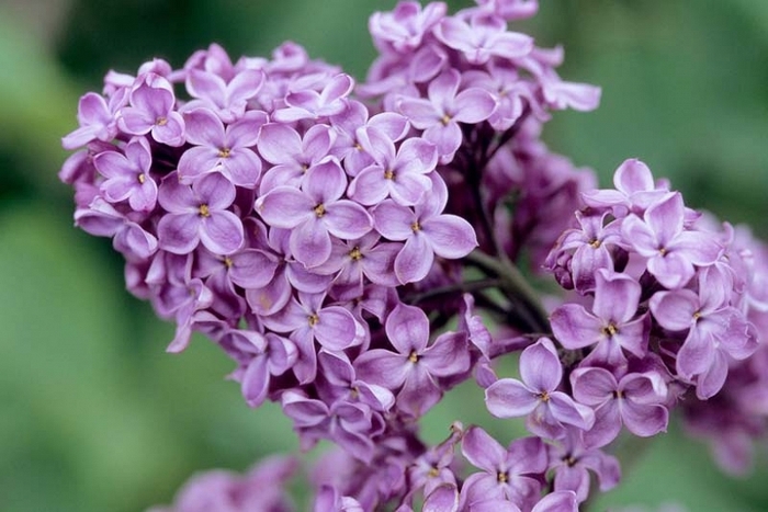 Declaration Lilac - Syringa 'Declaration' (Lilac) from E.C. Brown's Nursery