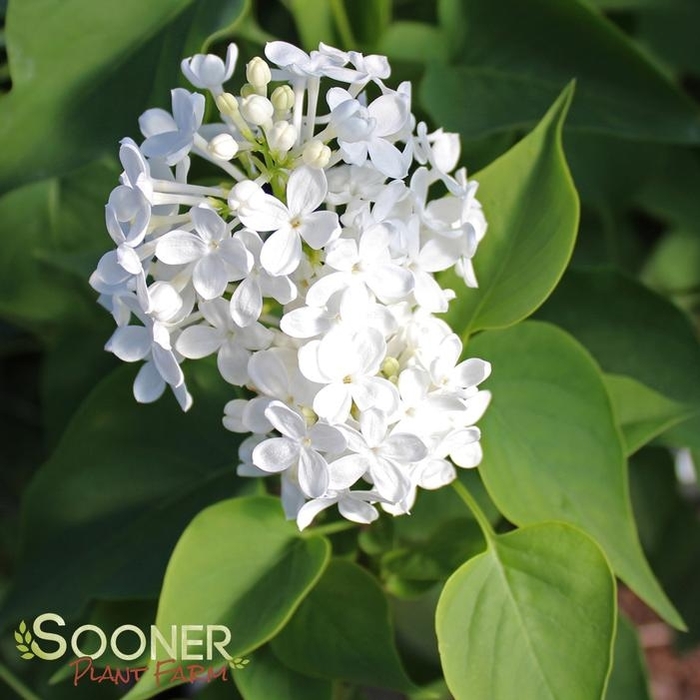 Betsy Ross Lilac - Syringa x oblata 'Betsy Ross' (Lilac) from E.C. Brown's Nursery