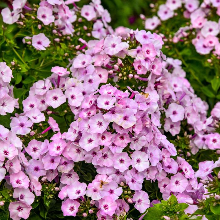 Garden Girls™ 'Fancy Girl' - Phlox paniculata (Tall Garden Phlox) from E.C. Brown's Nursery