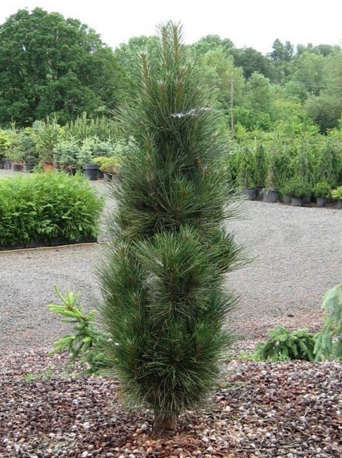 'Arnold Sentinel' Austrian Pine - Pinus nigra 'Arnolds Sentinal' from E.C. Brown's Nursery 'Arnold Sentinel' Austrian Pine - Pinus nigra 'Arnolds Sentinal' from E.C. Brown's Nursery