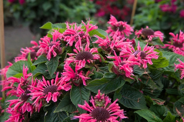 Bee-You™ Bee-Merry - Monarda 'Bee-Merry' (Bee Balm) from E.C. Brown's Nursery Bee-You™ Bee-Merry - Monarda 'Bee-Merry' (Bee Balm) from E.C. Brown's Nursery