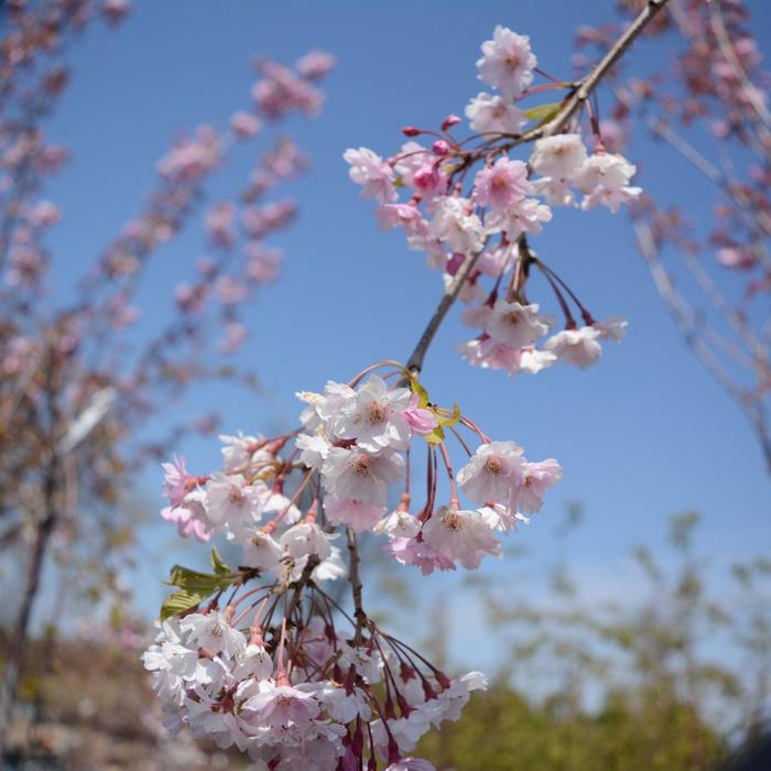 Double Pink Weeping Cherry - Prunus subhirtella var. pendula from E.C. Brown's Nursery Double Pink Weeping Cherry - Prunus subhirtella var. pendula from E.C. Brown's Nursery