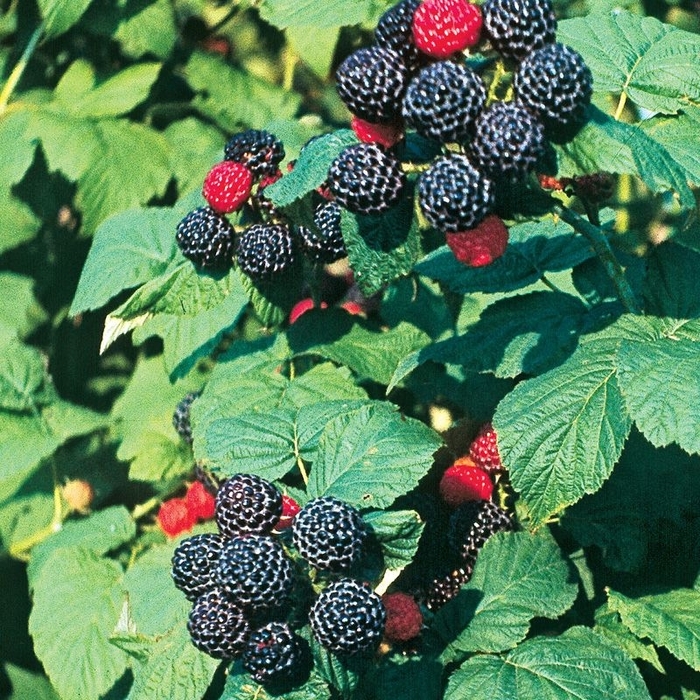 Bristol Black Raspberry - Rubus 'Bristol' from E.C. Brown's Nursery