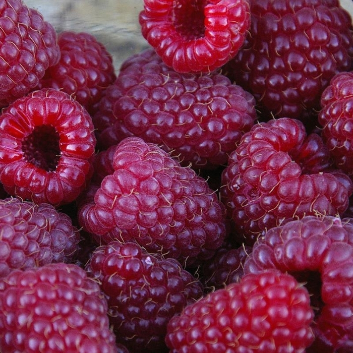 Royalty Black Raspberry - Rubus 'Royalty' from E.C. Brown's Nursery