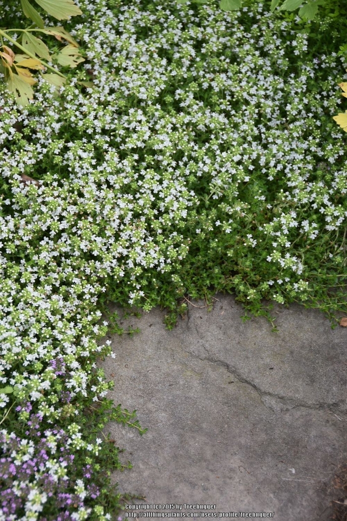 White Mother of Thyme - Thymus serpyllum 'Alba' from E.C. Brown's Nursery
