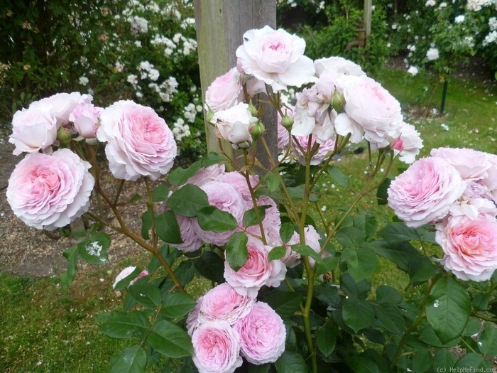 James Galaway Rose - Rosa x 'James Galaway' from E.C. Brown's Nursery