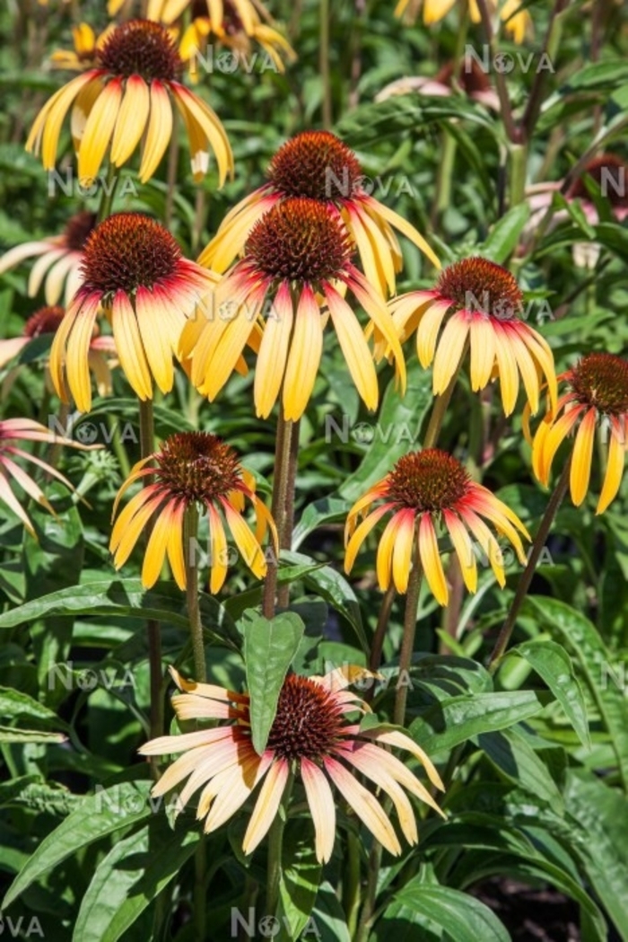 Smoothie™ Strawberry Mango Coneflower - Echinacea purpurea from E.C. Brown's Nursery