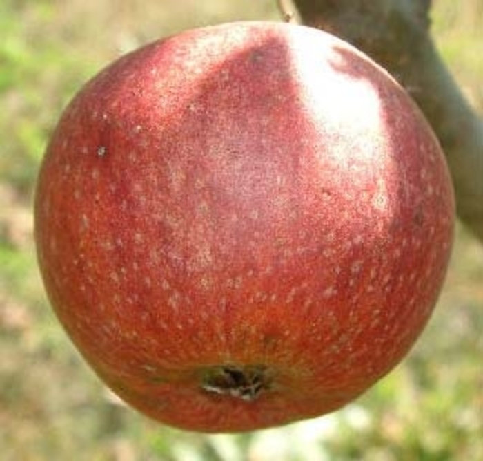 Brown's Cider Apple - Malus 'Browns' (cider) from E.C. Brown's Nursery Brown's Cider Apple - Malus 'Browns' (cider) from E.C. Brown's Nursery