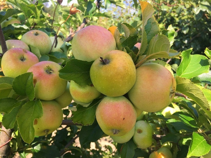 Amere de Berthecourt - Malus 'Amere de Berthecourt' from E.C. Brown's Nursery