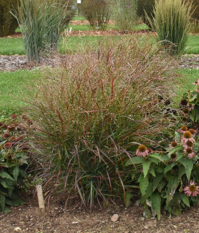 'Red Flame' Switch Grass - Panicum virgatum from E.C. Brown's Nursery 'Red Flame' Switch Grass - Panicum virgatum from E.C. Brown's Nursery