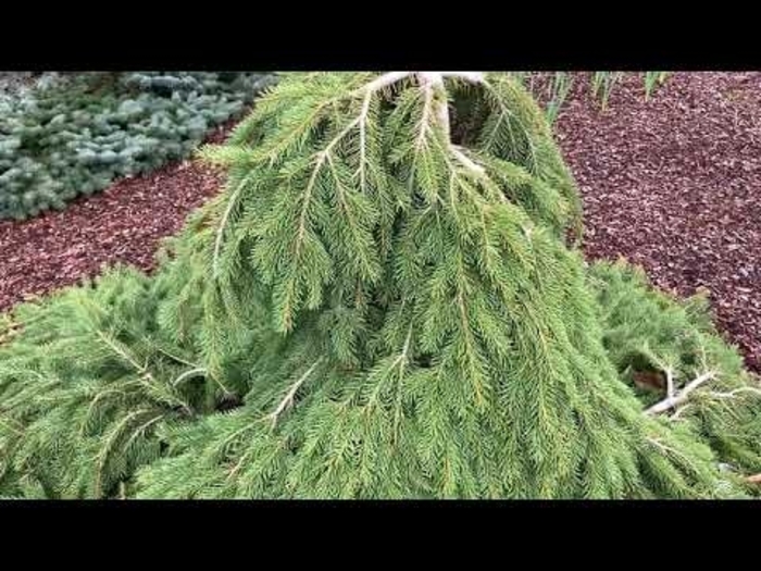 Formanek Formanek Norway Spruce - Picea abies 'Formanek' (Formanek Norway Spruce) from E.C. Brown's Nursery