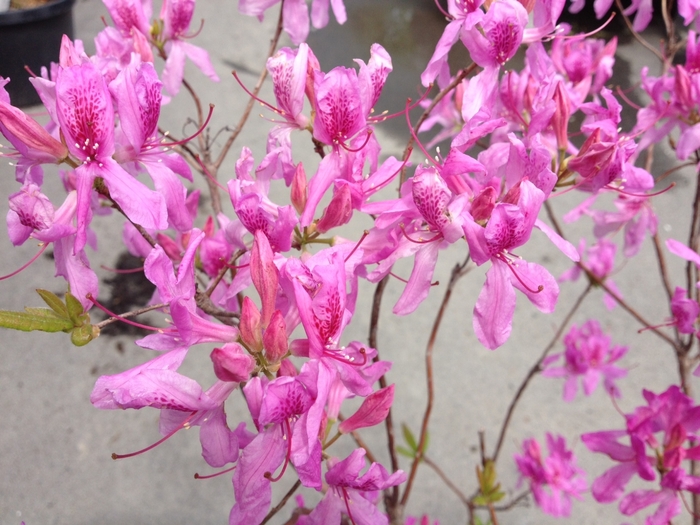 Lilac Lights Azalea - Azalea x 'Lilac Lights' from E.C. Brown's Nursery