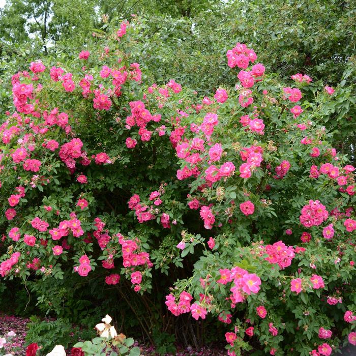 Rose - Rosa 'John Cabot' from E.C. Brown's Nursery