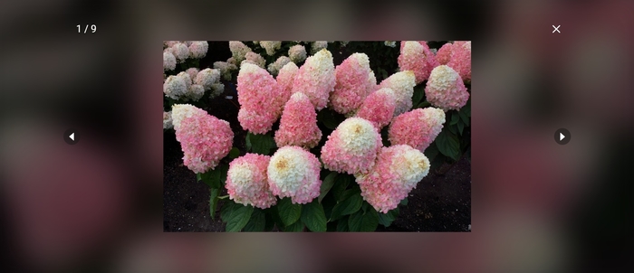 Love-A-Lot Hydrangea - Hydrangea paniculata WORRY FREE 'Love-A-Lot' from E.C. Brown's Nursery Love-A-Lot Hydrangea - Hydrangea paniculata WORRY FREE 'Love-A-Lot' from E.C. Brown's Nursery