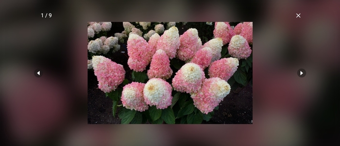 Love-A-Lot Hydrangea - Hydrangea paniculata WORRY FREE 'Love-A-Lot' from E.C. Brown's Nursery