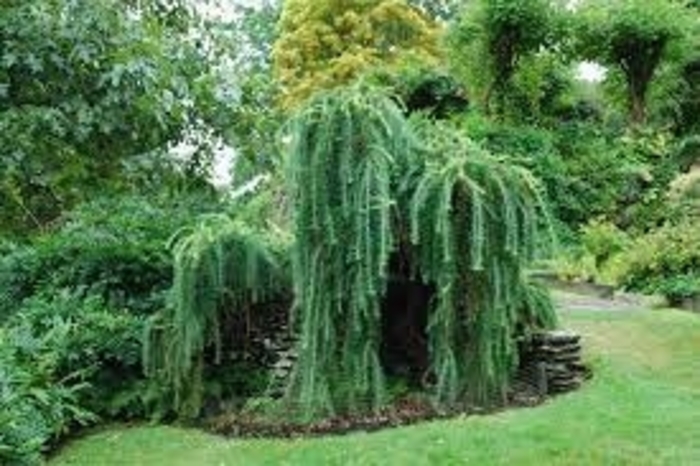 Horstmann''s Recurva European Larch - Larix decidua ''Horstmann''s Recurva'' (European Larch) from E.C. Brown's Nursery