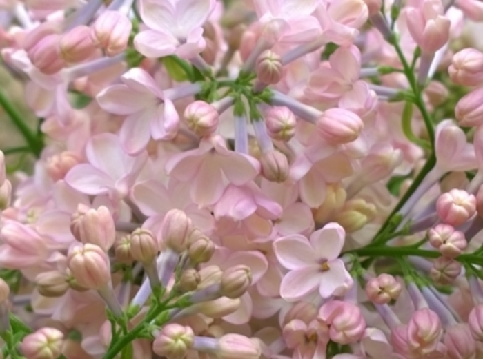 Maiden's Blush Lilac - Syringa x hyacinthiflora 'Maiden's Blush' (Lilac) from E.C. Brown's Nursery Maiden's Blush Lilac - Syringa x hyacinthiflora 'Maiden's Blush' (Lilac) from E.C. Brown's Nursery