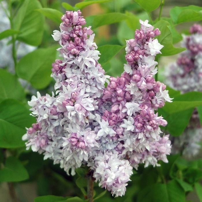 Equinox Valley Lilac - Syringa 'Equinox Valley' from E.C. Brown's Nursery Equinox Valley Lilac - Syringa 'Equinox Valley' from E.C. Brown's Nursery