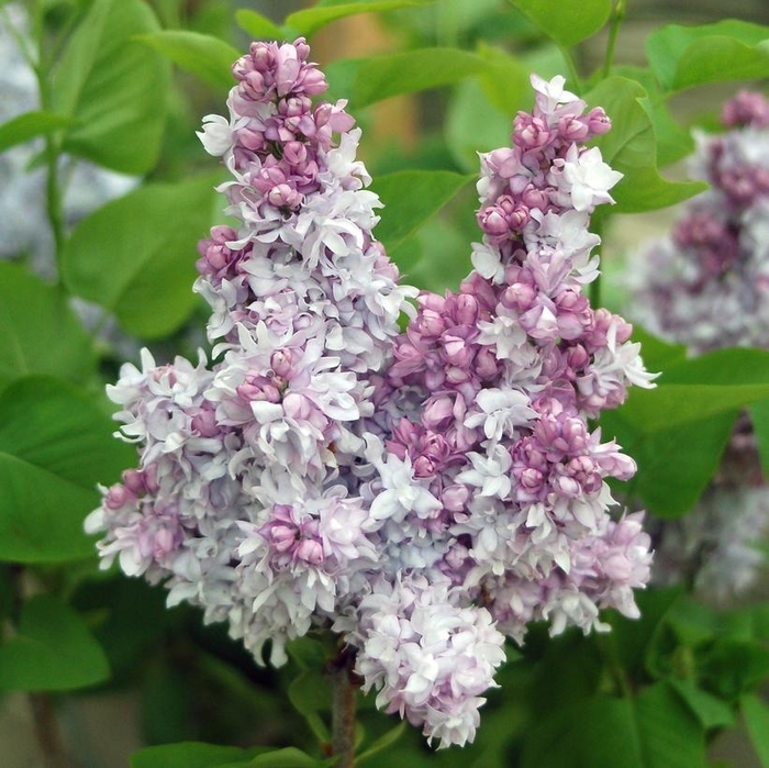 Equinox Valley Lilac - Syringa 'Equinox Valley' from E.C. Brown's Nursery