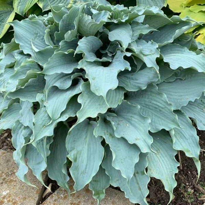 Dancing with Dragons - Hosta 'Dancing with Dragons' from E.C. Brown's Nursery