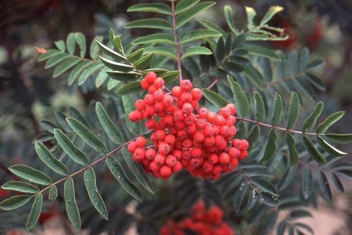 CARINAL ROYAL MT ASH - Sorbus aucuparia ''Cardinal Royal'' from E.C. Brown's Nursery