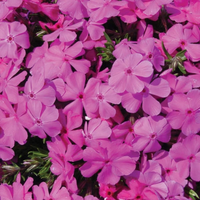Drummonds Pink - Phlox subulata from E.C. Brown's Nursery Drummonds Pink - Phlox subulata from E.C. Brown's Nursery
