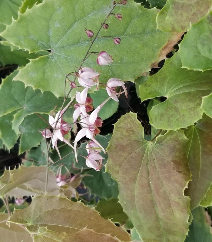 Epimedium 'Pink Panther' - Barrenwort from E.C. Brown's Nursery Epimedium 'Pink Panther' - Barrenwort from E.C. Brown's Nursery
