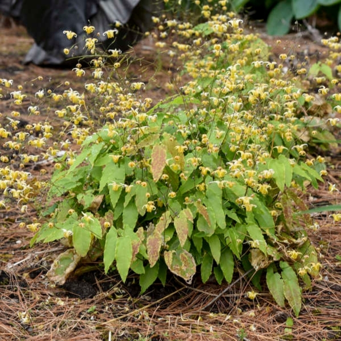 Epimedium 'Amber Queen' - Barrenwort from E.C. Brown's Nursery