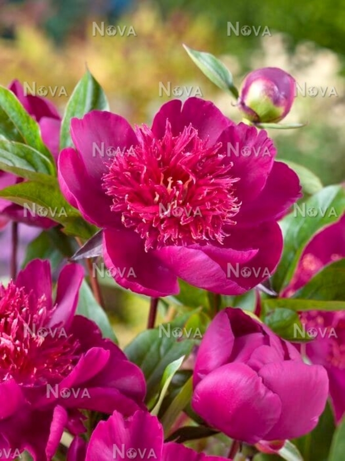 Easy Lavender Peony - Paeonia x lactiflora 'Easy Lavender' from E.C. Brown's Nursery