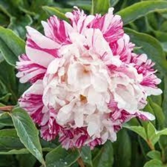 Candy Strpe Peony - Paeonia x 'lactiflora' 'Candy Stripe' from E.C. Brown's Nursery