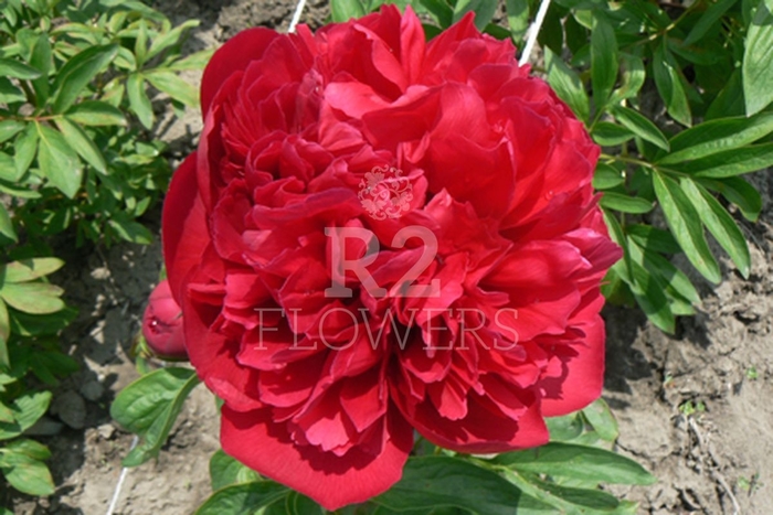 Delaware Chief Peony - Paeonia x lactiflora 'Deleware Chief' from E.C. Brown's Nursery Delaware Chief Peony - Paeonia x lactiflora 'Deleware Chief' from E.C. Brown's Nursery