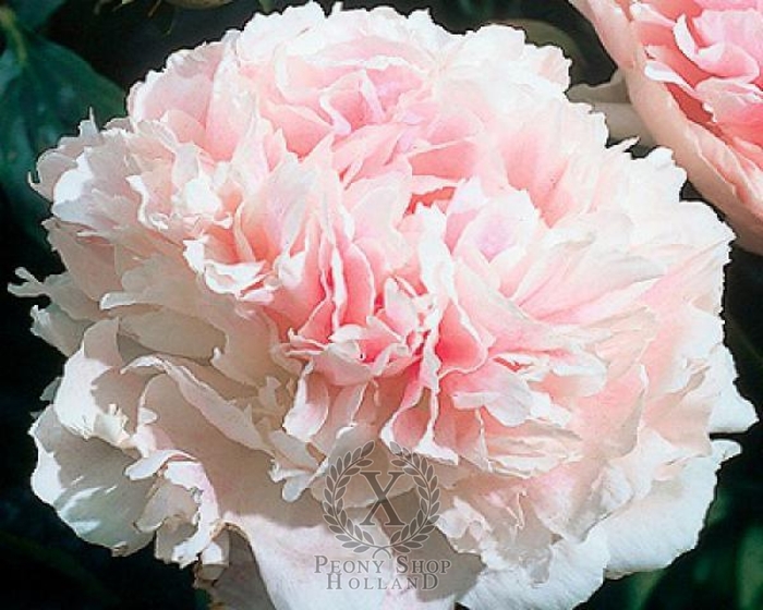 Chiffon Parfait Peony - Paeonia x lactiflora 'Chiffon Parfait' from E.C. Brown's Nursery Chiffon Parfait Peony - Paeonia x lactiflora 'Chiffon Parfait' from E.C. Brown's Nursery