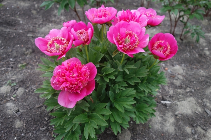 Peony Anemoniflora - Paeonia x offianalis 'Anemoniflora' from E.C. Brown's Nursery