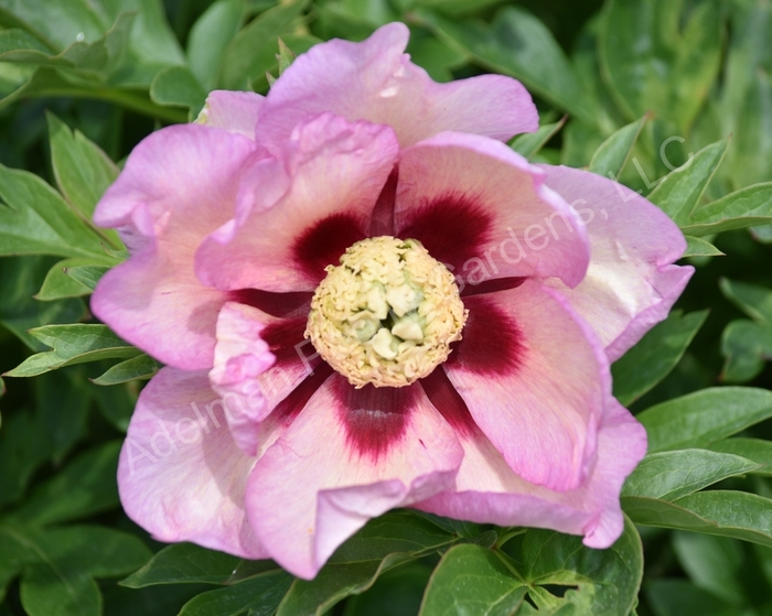 Pastel Splendor ITOH Hybrid Peony - Paeonia x ITOH 'Pastel Splendor' from E.C. Brown's Nursery