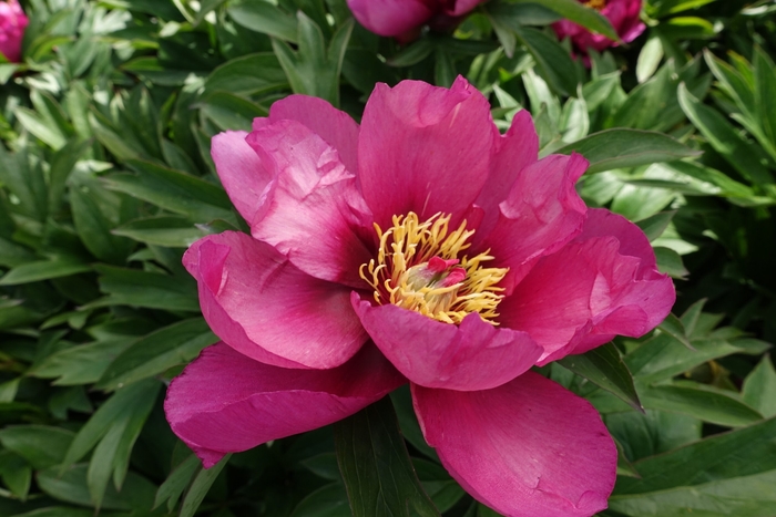 Pink Ardour ITOH Hybrid Peony - Paeonia x ITOH 'Pink Ardour' from E.C. Brown's Nursery Pink Ardour ITOH Hybrid Peony - Paeonia x ITOH 'Pink Ardour' from E.C. Brown's Nursery